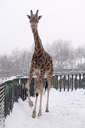 Zoo ústí nad Labem žirafa v zimě.