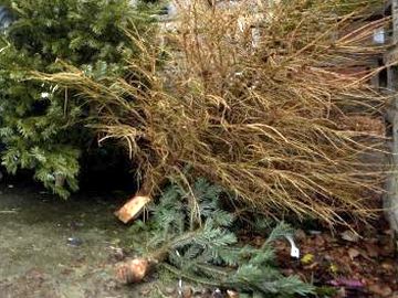 Vánoční stromky míří do kompostárny
