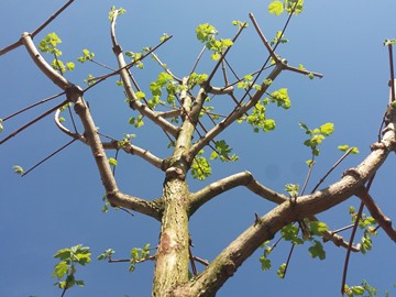 Mateřská škola Motýlek má nové stromy
