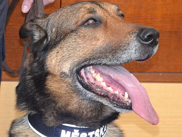 Max má medaili z mistrovství služebních psů