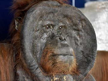 Orangután Ňuňák je vystaven v muzeu