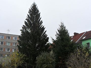 Vánoční stromy pro náměstí jsou již vybrány