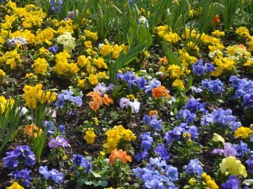Na výsadbu a údržbu květin putují miliony korun