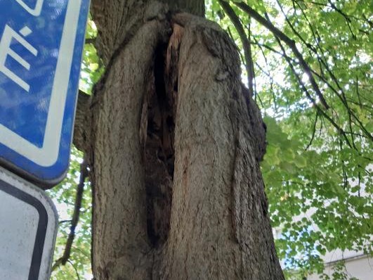 Nemocný strom v Resslově ulici