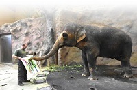 Prodejní výstava obrazů slonice Delhi měla mimořádný úspěch