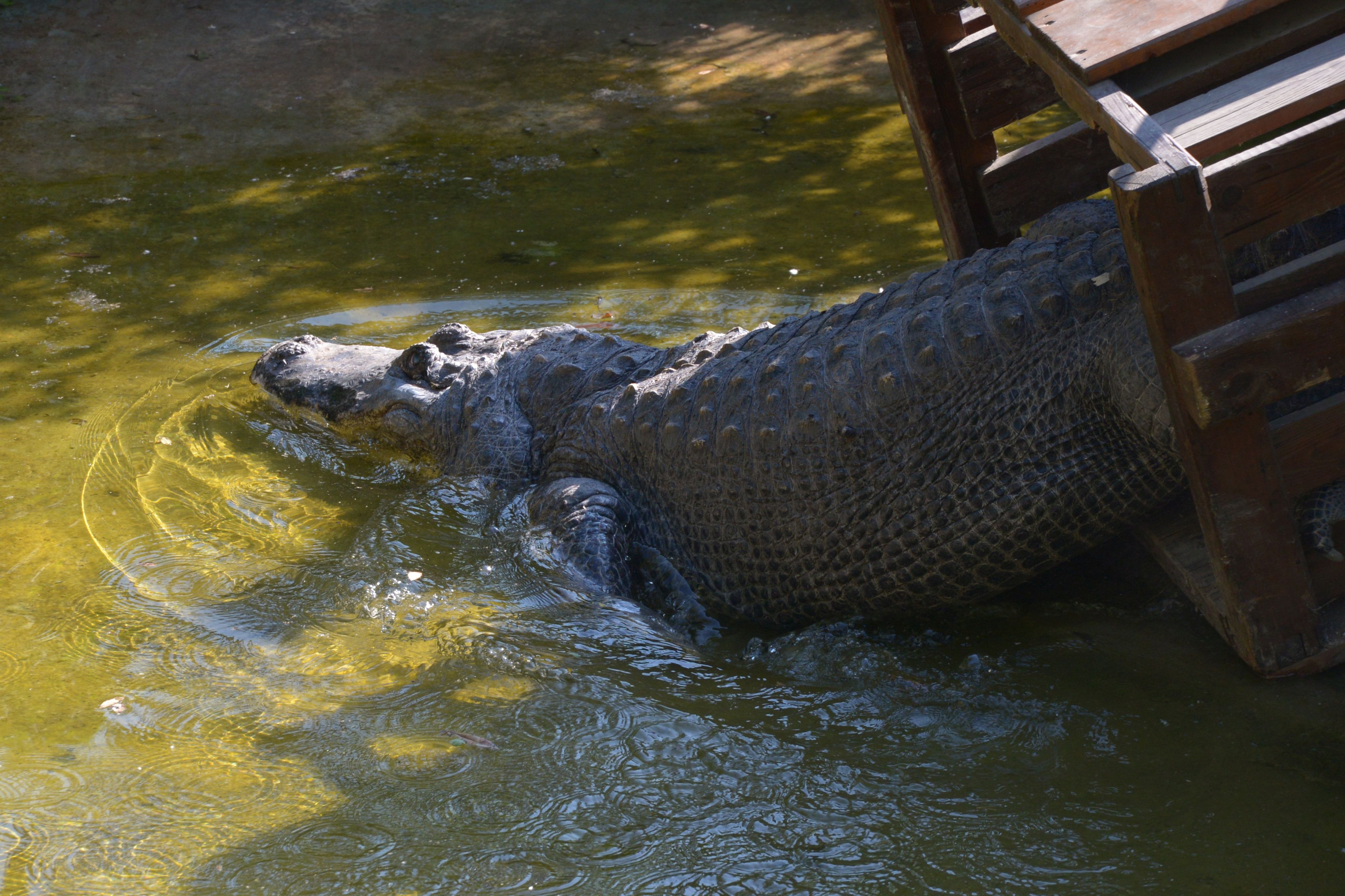 Stěhování aligátorů v ústecké zoo