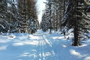 Zimní běžecká trasa Tisá.